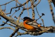 DSC_5487 (2)